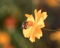 Tapeta Nature Flowers 574.jpg